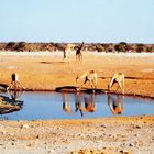 Spiegeltag : Giraffen in Namibia