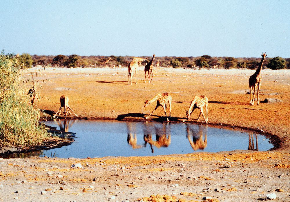 Spiegeltag : Giraffen in Namibia