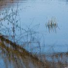 Spiegeltag - Gräser im Teich