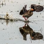 Spiegeltag - Graugans bei Start