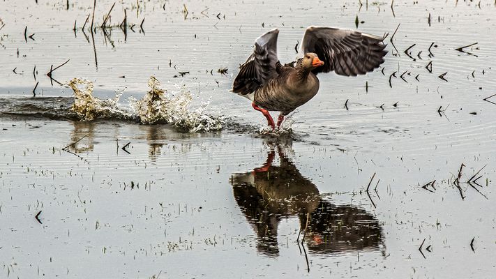 Spiegeltag - Graugans bei Start