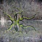 Spiegeltag - Grüner Krake -