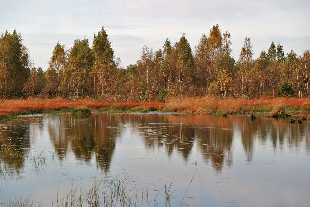 Spiegeltag: Herbst am Steinhuder Meer Moor