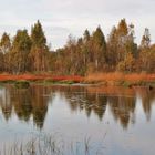 Spiegeltag: Herbst am Steinhuder Meer Moor