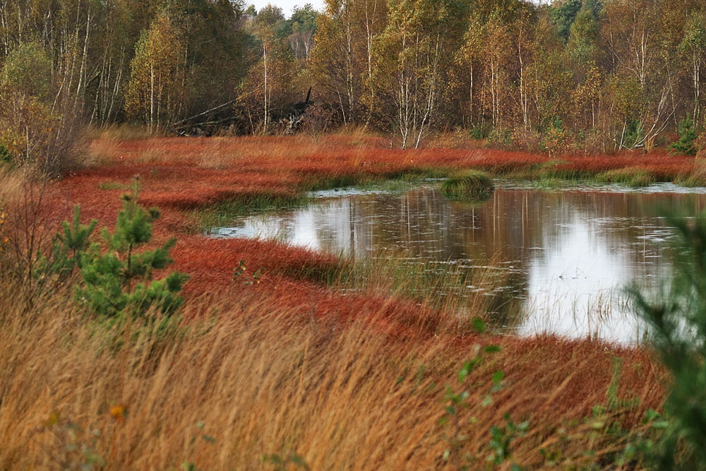 Spiegeltag: Herbst im Moor