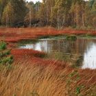 Spiegeltag: Herbst im Moor