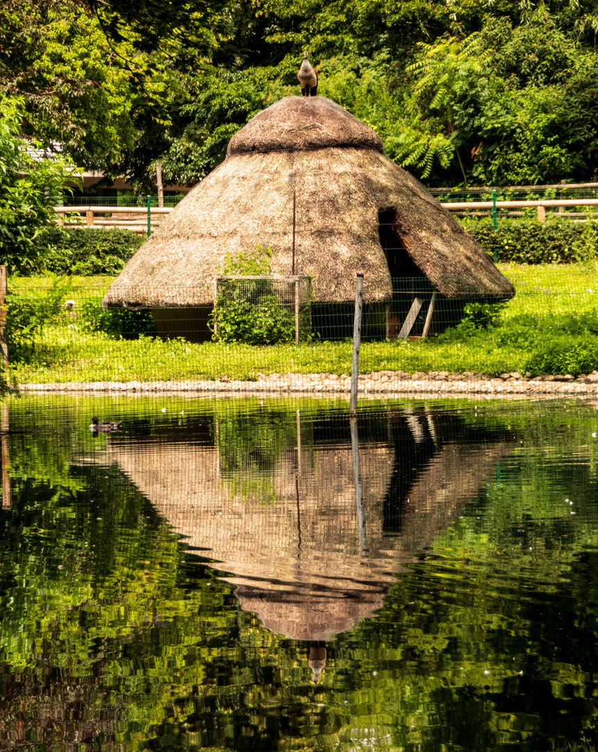 Spiegeltag - Hütte mit Pfau