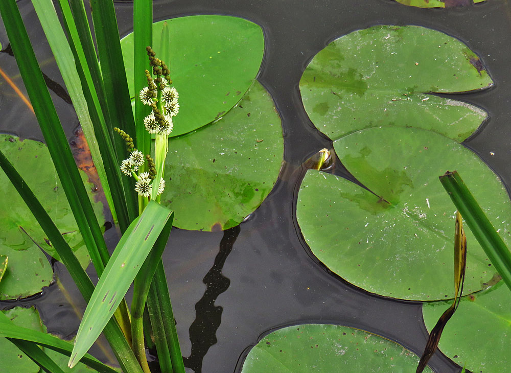 Spiegeltag: Igelkolben und spiegelndes Wasser