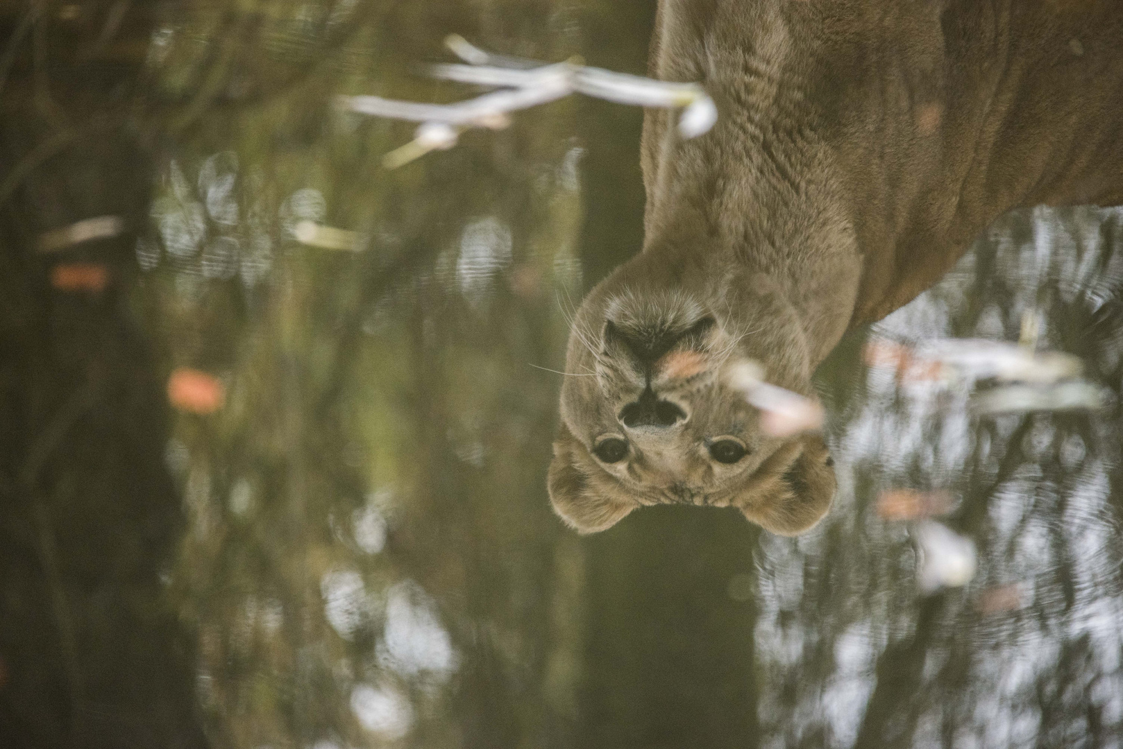 Spiegeltag im Oktober - als der Zoo in Münster noch offen hatte