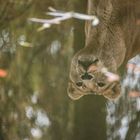 Spiegeltag im Oktober - als der Zoo in Münster noch offen hatte