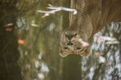 Spiegeltag im Oktober - als der Zoo in Münster noch offen hatte