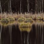 Spiegeltag im Schwenninger Moos