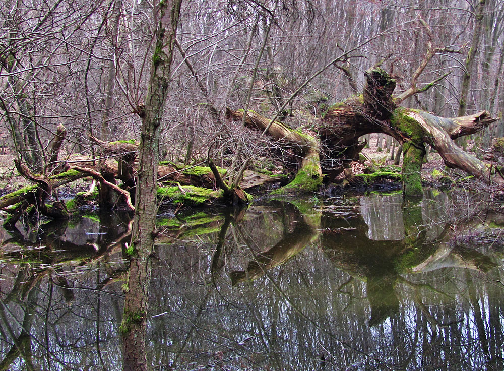 Spiegeltag: Im Wald der Dinos