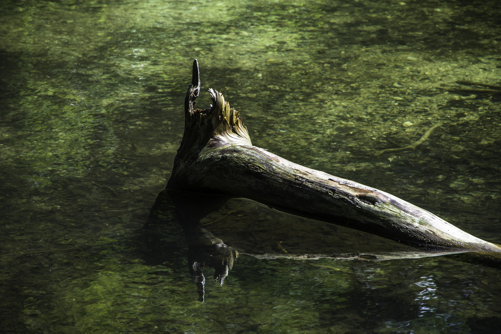 Spiegeltag im Waldsee