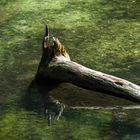 Spiegeltag im Waldsee