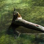 Spiegeltag im Waldsee