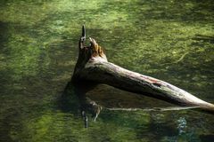 Spiegeltag im Waldsee