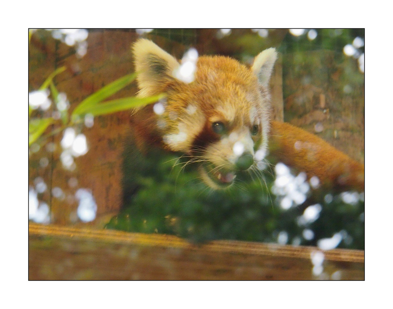 Spiegeltag im Zoo