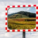 Spiegeltag - in den herbstlichen Weinbergen