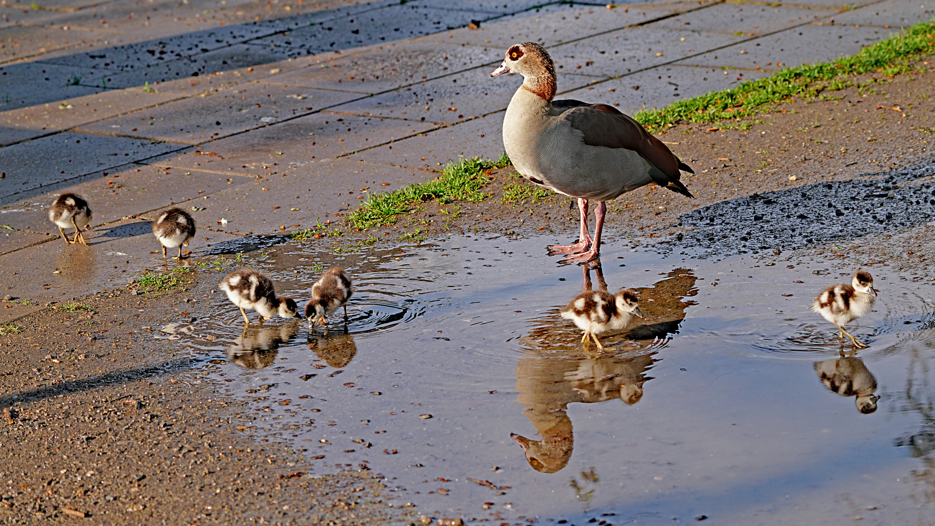 Spiegeltag in der Pfütze