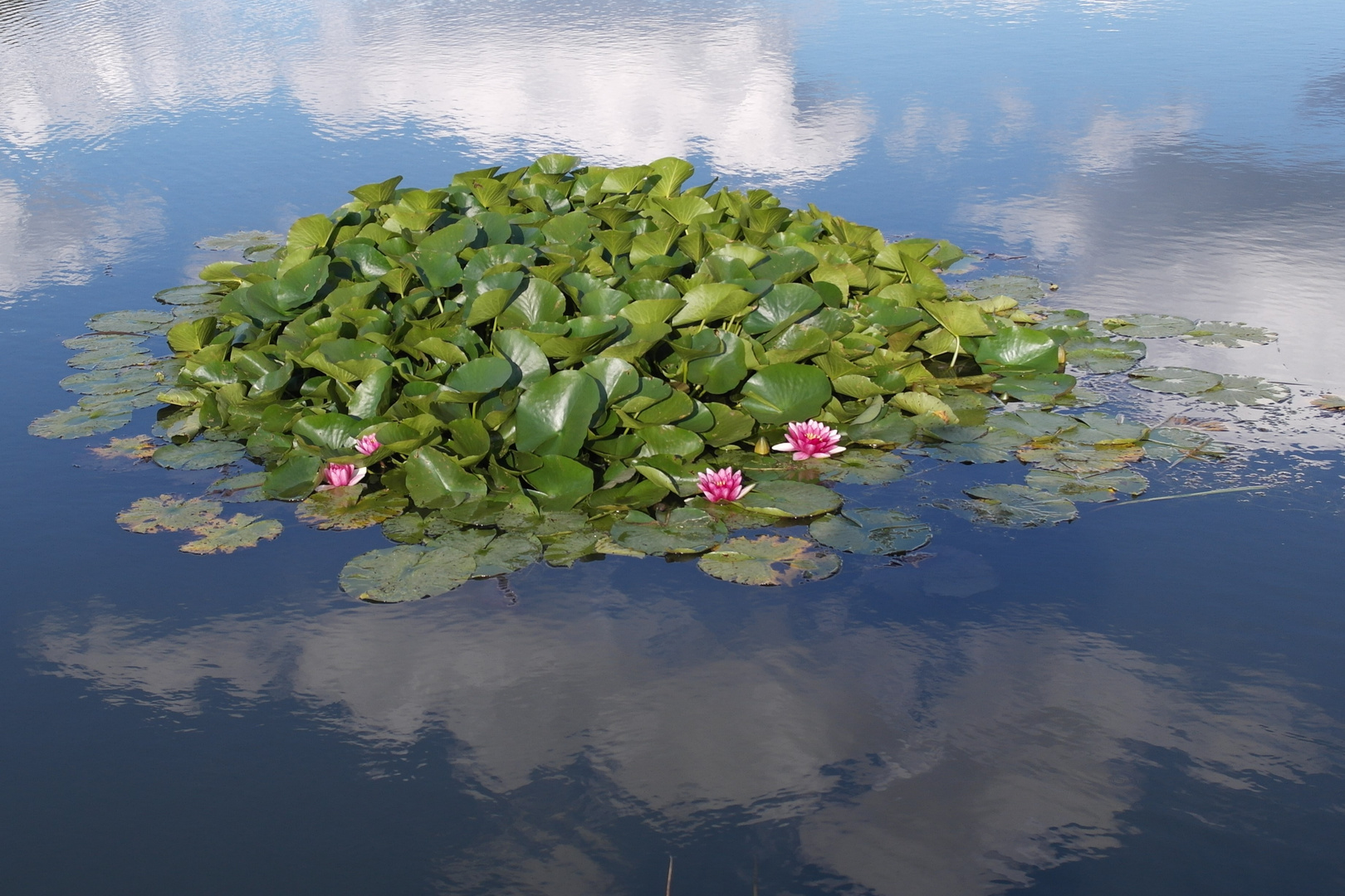 Spiegeltag  In Wattewölkchen gebettet