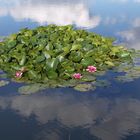 Spiegeltag  In Wattewölkchen gebettet