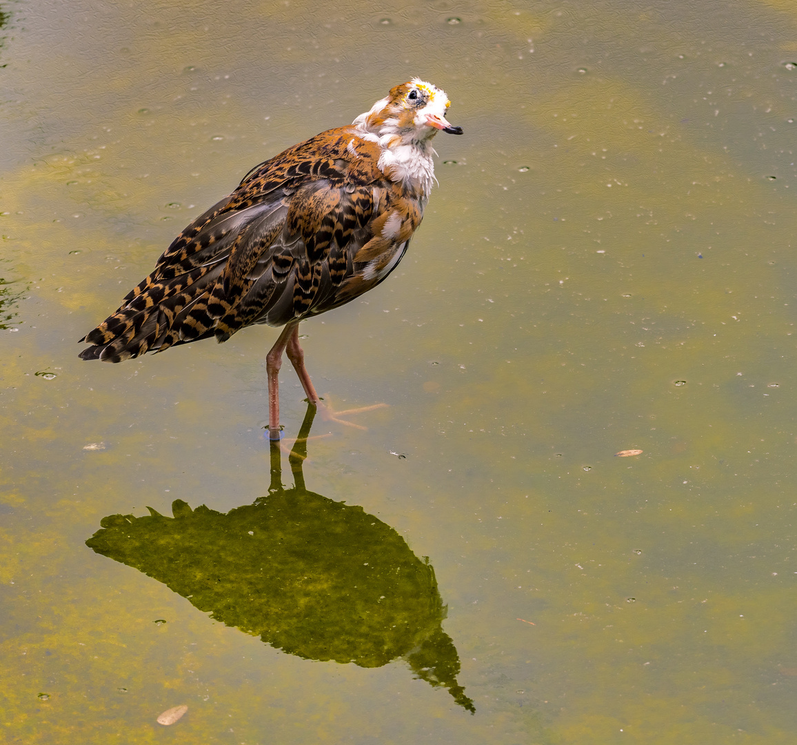 Spiegeltag - Kampfläufer