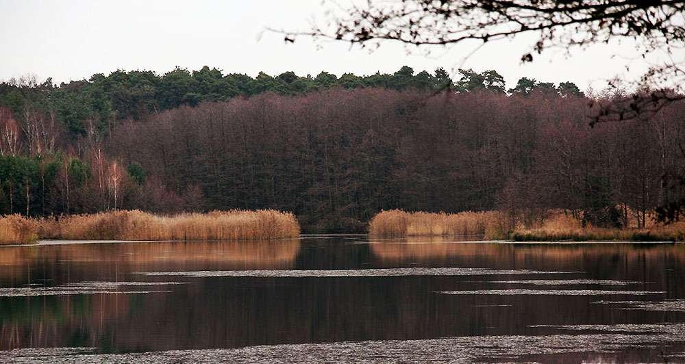 Spiegeltag: Lindensee im Herbst