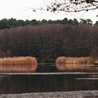 Spiegeltag: Lindensee im Herbst