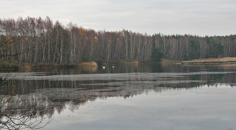 Spiegeltag: Lindensee im Mönchbruch