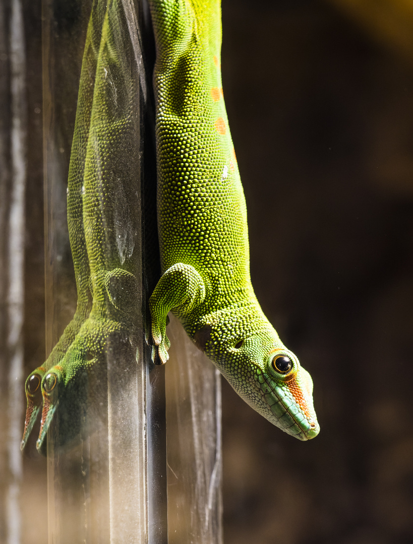 Spiegeltag - Madagaskar Taggecko