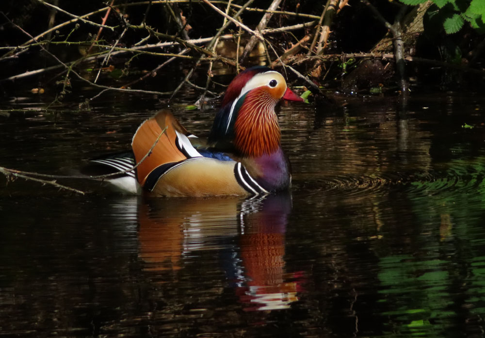 Spiegeltag: Mandarinente