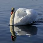 Spiegeltag - Mein lieber Schwan