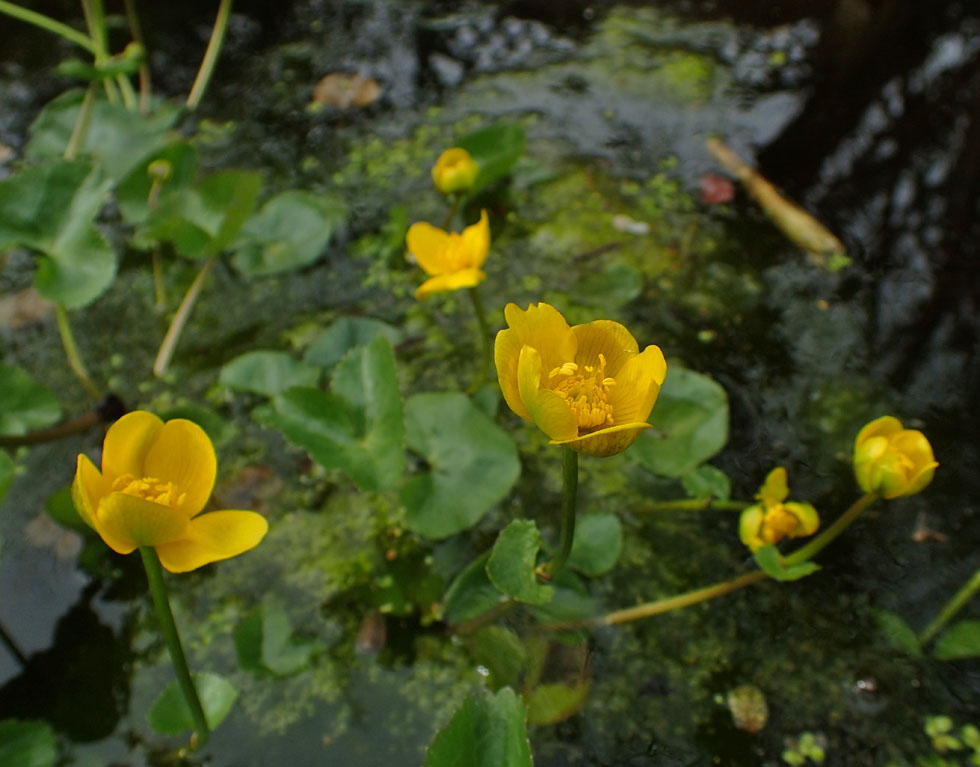 Spiegeltag: Meine Sumpfdotterblume...