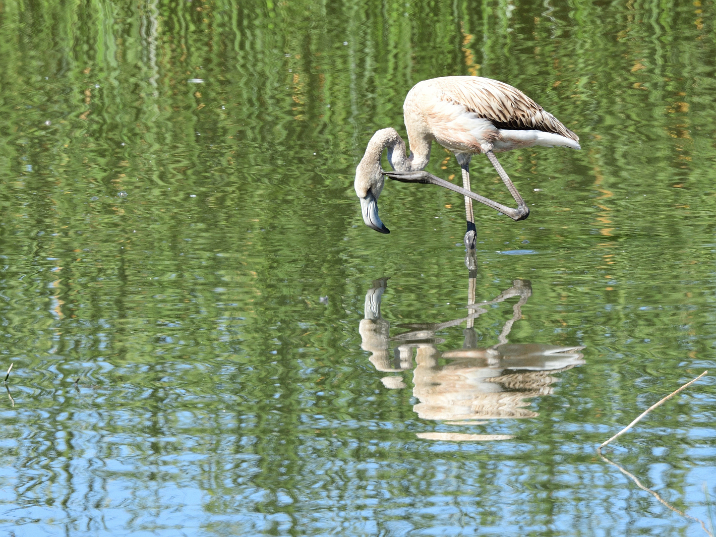 Spiegeltag, mirror day, dia del espejo