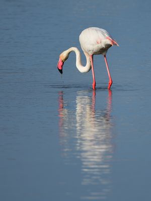 Spiegeltag, mirrorday, día del espejo 