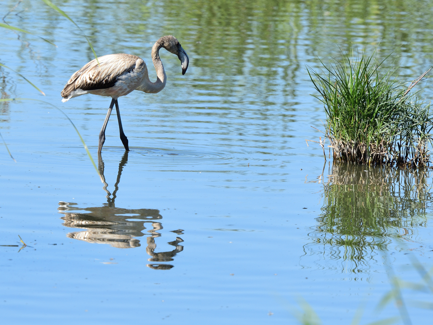 Spiegeltag, mirrorday, dia del espejo