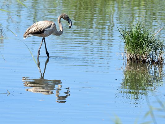 Spiegeltag, mirrorday, dia del espejo