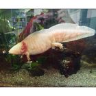 Spiegeltag mit Axolotl