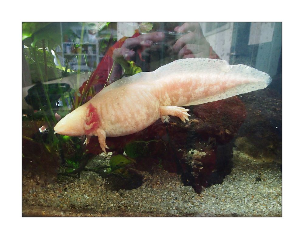 Spiegeltag mit Axolotl