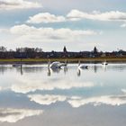 Spiegeltag mit Familie Singschwan