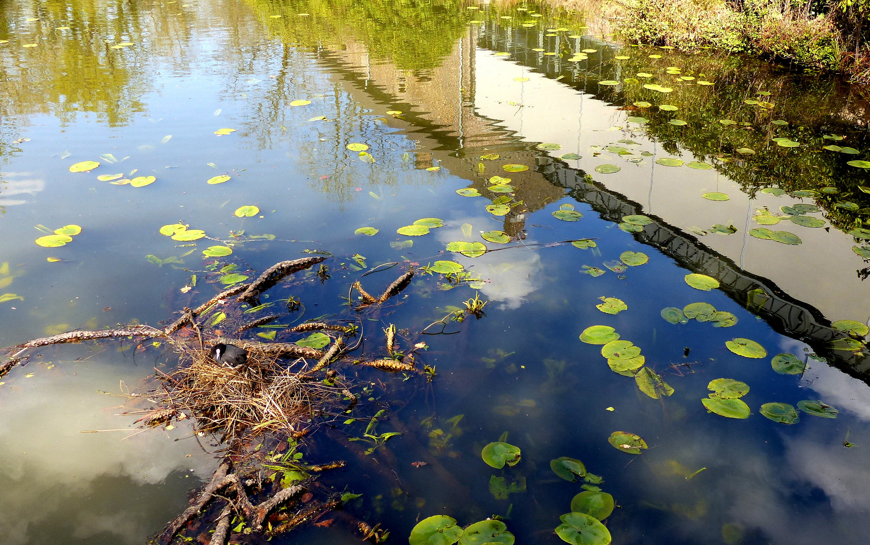 Spiegeltag mit Nest