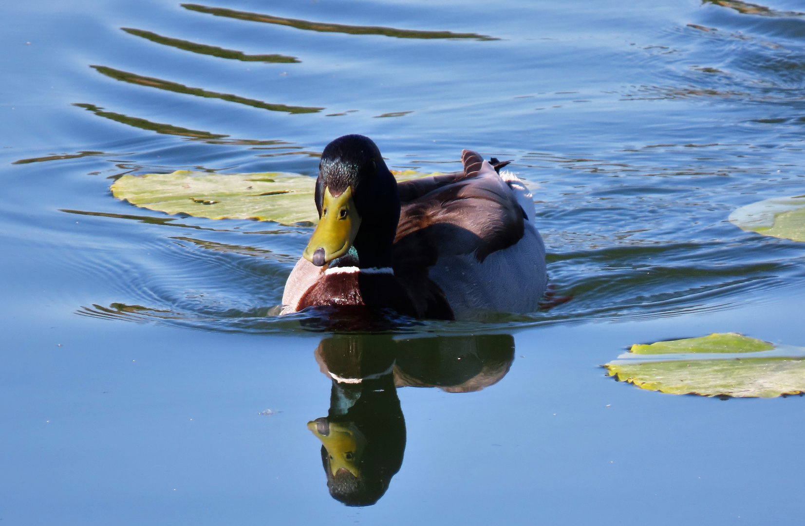 Spiegeltag mit Stockente