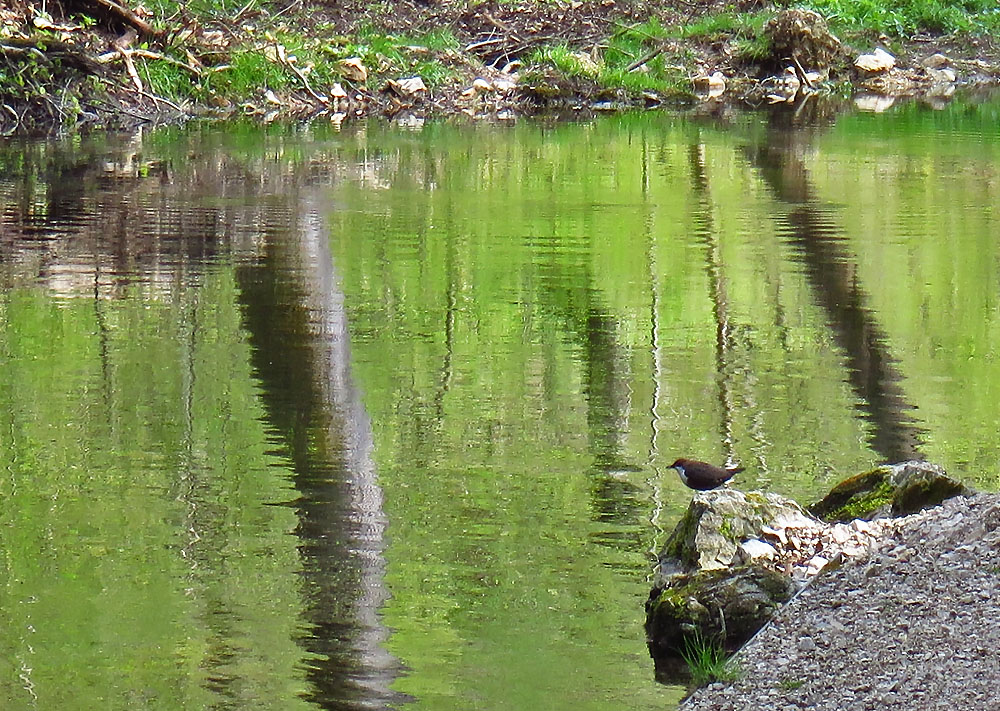 Spiegeltag: ...mit Wasseramsel