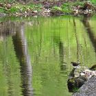 Spiegeltag: ...mit Wasseramsel