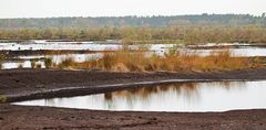 Spiegeltag: Moor am Steinhuder Meer