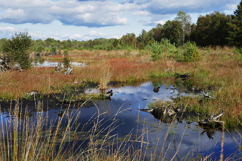 Spiegeltag: Moor am Steinhuder Meer