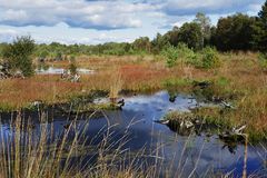 Spiegeltag: Moor am Steinhuder Meer