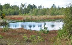 Spiegeltag: Moor im Herbst 2019