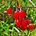 Spiegeltag: Nachtschatten nach Regen